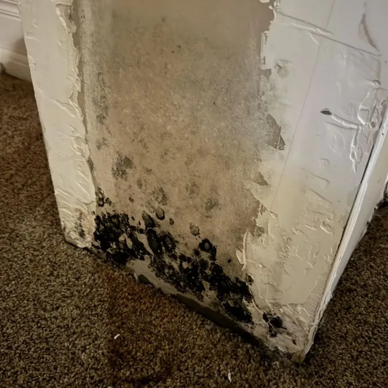 Professional Mold Removal in Tice, FL
